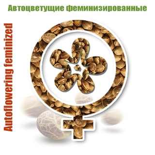 Автоцветущие феминизированные семена Автоцветущие феминизированные семена