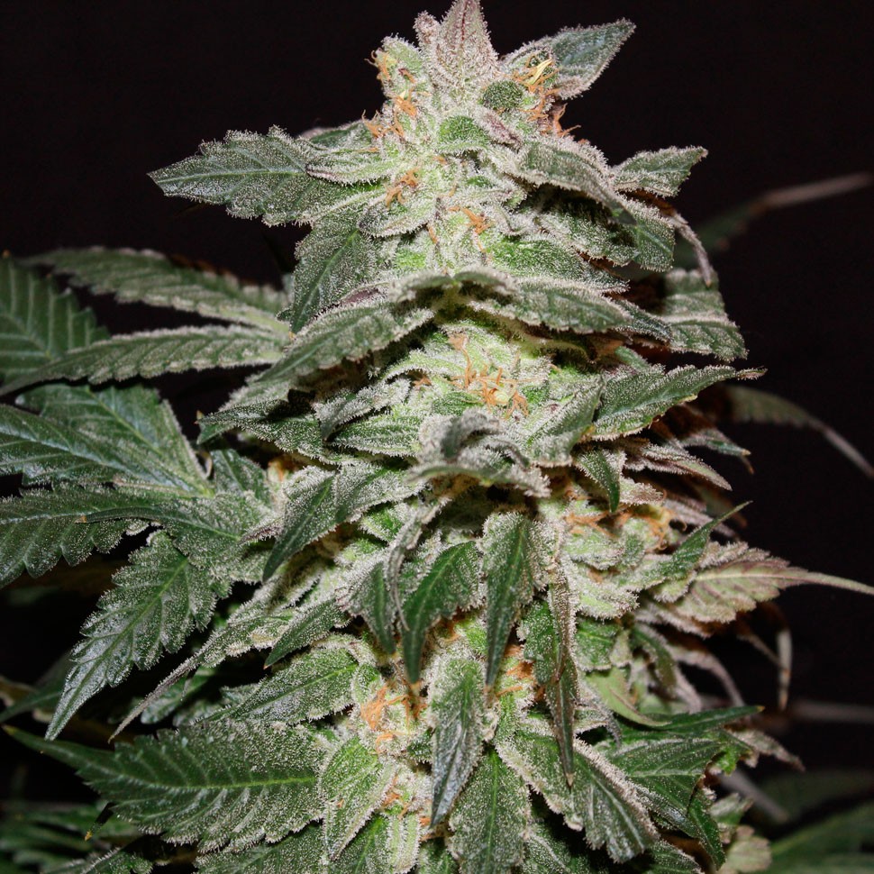 купить семена конопли курьером Lemon Skunk feminised