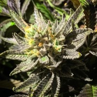 Bubbleberry regular Ganja Seeds