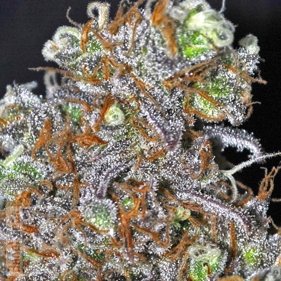 Семена Opium feminised Ganja Seeds